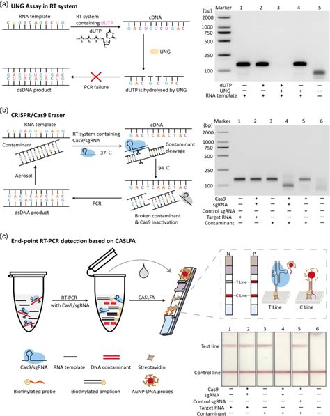 A Crisprcas9 Eraser Strategy For Contamination‐free Pcr End‐point