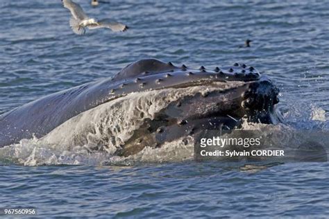 226 Humpback Whale Mouth Stock Photos, High-Res Pictures, and Images - Getty Images