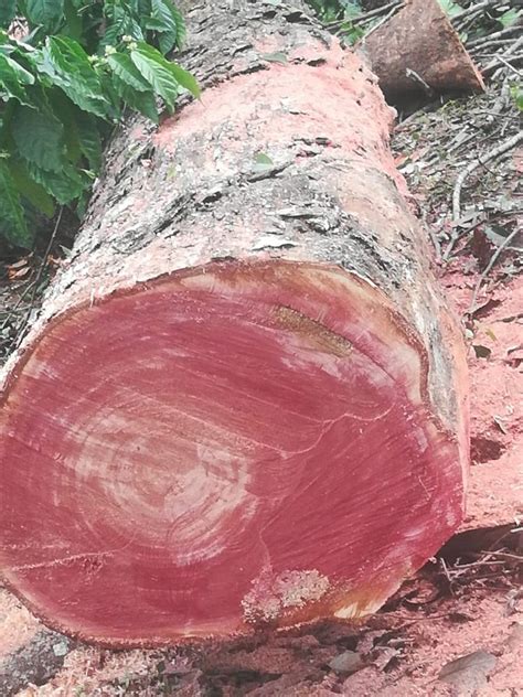 Mm Pine Wood Log At Rs Cubic Feet Pine Wood Logs In Somwarpet