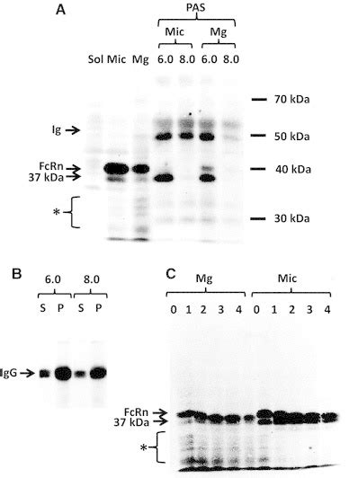 FcRn distribution in subcellular fractions. a Subcellular fractionation... | Download Scientific ...