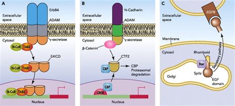 Regulated Intramembrane Proteolysis Signaling Pathways And Biological