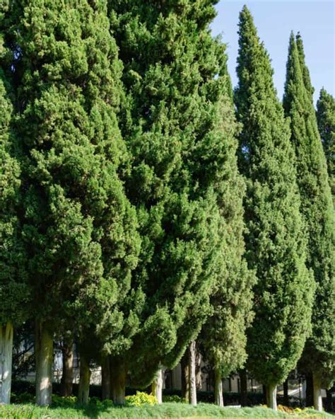 10 Evergreen Privacy Trees You Can Grow in USDA Zone 9