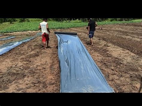 How To Install Plastic Mulch YouTube