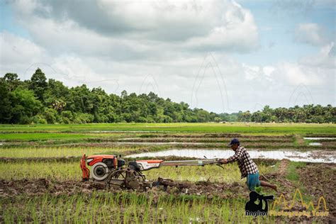 Rice Harvesting Cambodia