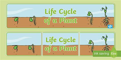 Life Cycle of a Plant Display Banner - KS1 Plants and Growth Resources