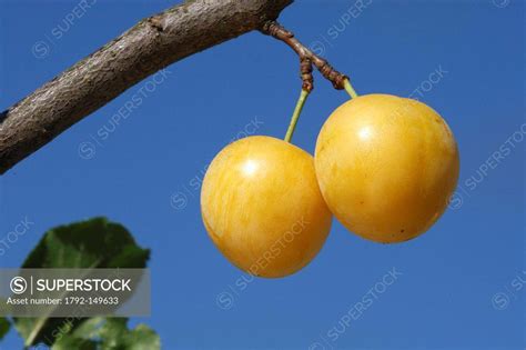 France Bas Rhin Mirabelle Plum Prunus Domestica Ssp Syriaca Superstock