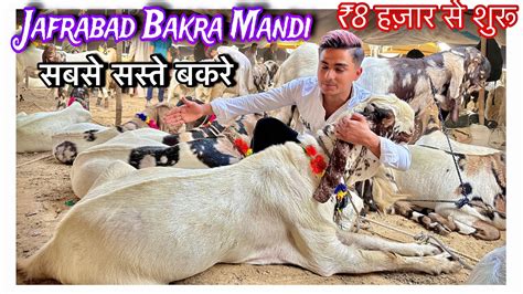 Jafrabad Bakra Mandi Me Sabse Saste Bakre Sirf Hzar Se Bakre Shuru