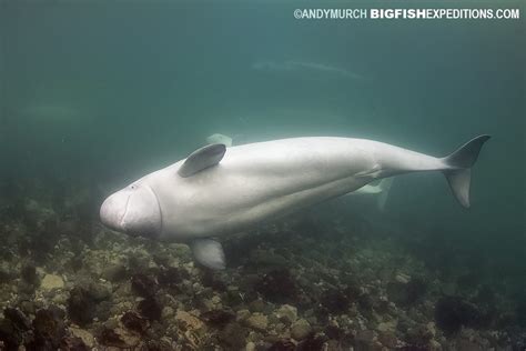 Beluga Whale Beauty | Churchill Polar Bears