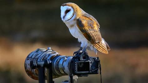 3 Tips for Amazing Wildlife Photography | Hamstech