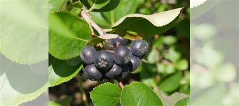 Черноплодная рябина купить в Санкт-Петербурге | Товары для дома и дачи ...