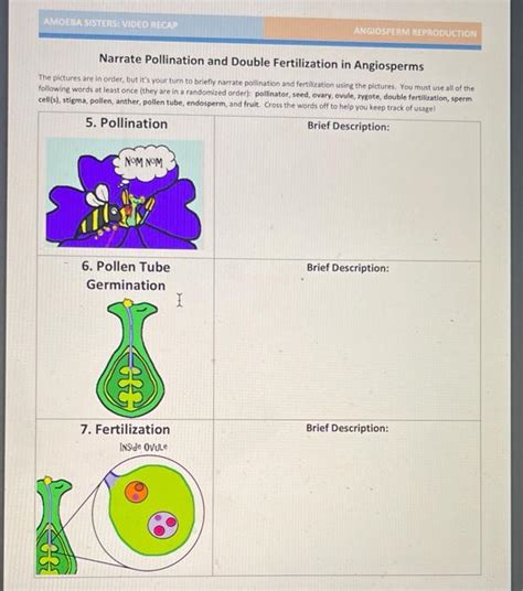 Solved Amoeba Sisters Video Recad Angiosperm Reproduction Amoeba Sisters 1 Answer