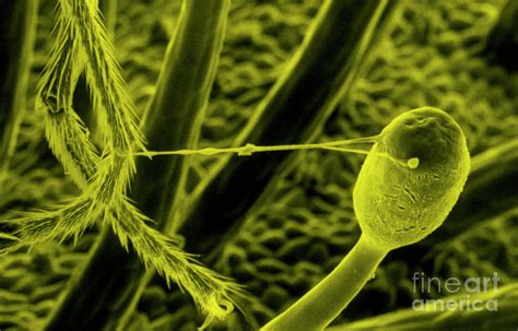 Sem Of Fly Caught By Sundew Plant Photograph By Dr Jeremy Burgess