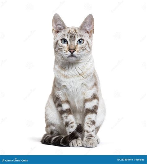 Snow Lynx Bengal Cat Facing the Camera, Isolated Stock Image - Image of ...