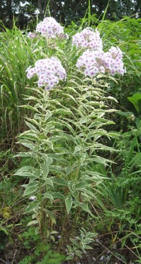 Garden Phlox Umass Amherst Greenhouse Crops And Floriculture Program