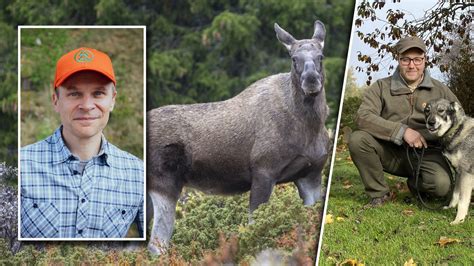 Lgstammen Minskar D Ligt F R Jakten Bra F R Skogen P Kronoberg