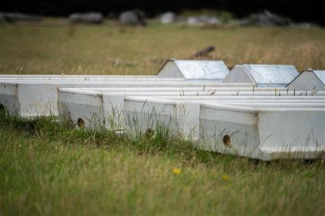 Livestock Water Trough in a Field on a Cattle Farm in Australia in ...