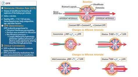 Anatomy Physiology Gfr Determinants Ditki Medical Biological