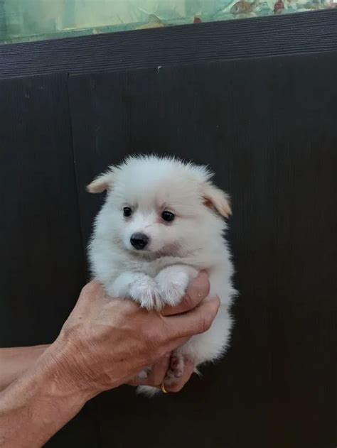 Cachorro Outras Ra As Osasco S O Paulo