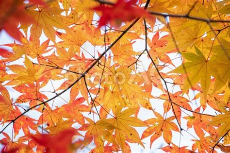 紅葉したモミジの葉 No 4147361｜写真素材なら「写真ac」無料（フリー）ダウンロードok