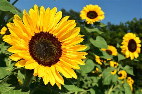 Girasol O Mirasol Técnicas De Cultivo Beneficios Propiedades Y Más