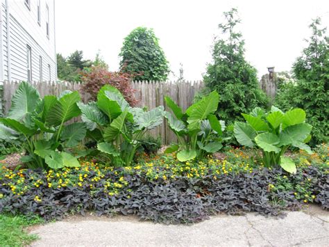 Landscaping With Elephant Ears Plant