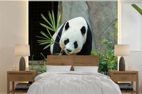 Behang Fotobehang Panda Boomstam Grot Breedte Cm X Hoogte