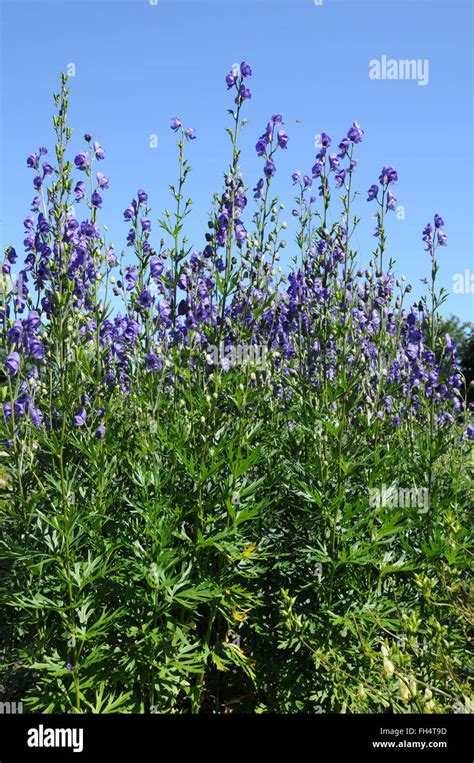 Aconite (poisonous) Stock Photos & Aconite (poisonous) Stock Images - Alamy