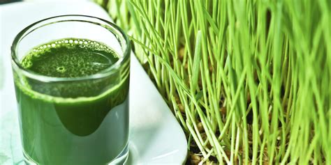 What Is Wheatgrass Health Benefits Concerns And How To Eat And Drink It Huffpost Uk