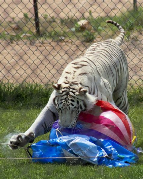 Un tigre del zoológico blanco ataca una pelota de playa 2023