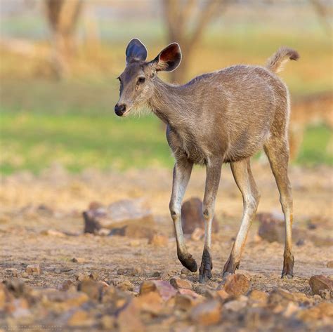 Sambar Deer From Ranthambhore Rajasthan By Arindam Bhattacharya