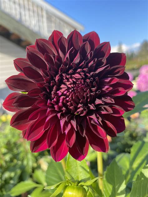 Cat adoption rates are soaring as more people work from home now 12