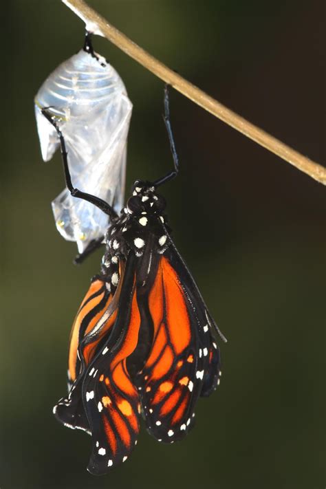 All Of Nature Monarch Butterfly Emerging From Chrysalis