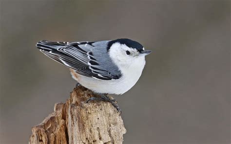 Types Of Nuthatches In Wisconsin Nature Blog Network