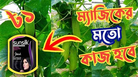 মাত্র ১ টাকা খরচ করে শসার ফল ছিদ্রকারী পোকা দমন করুন শসার ফলন হবে