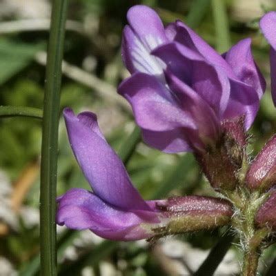 Rosadas leguminosas - Flores silvestres de Aragón