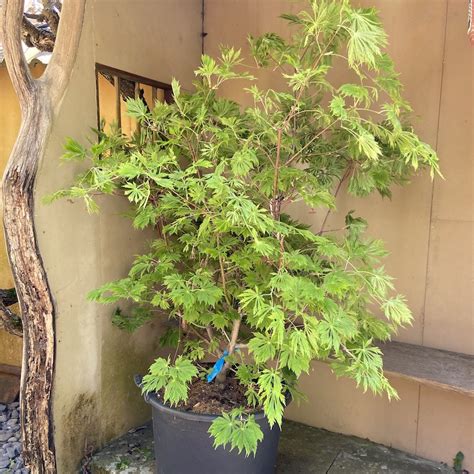 Acer Japonicum Aconitifolium Japanese Maple Japanese Acer