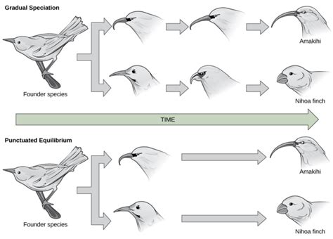 Evolution Speciation