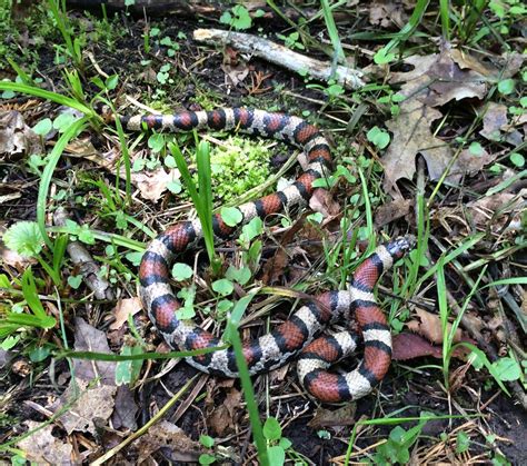 Red Milk Snake Rarely Seen – Prairie Garden Trust