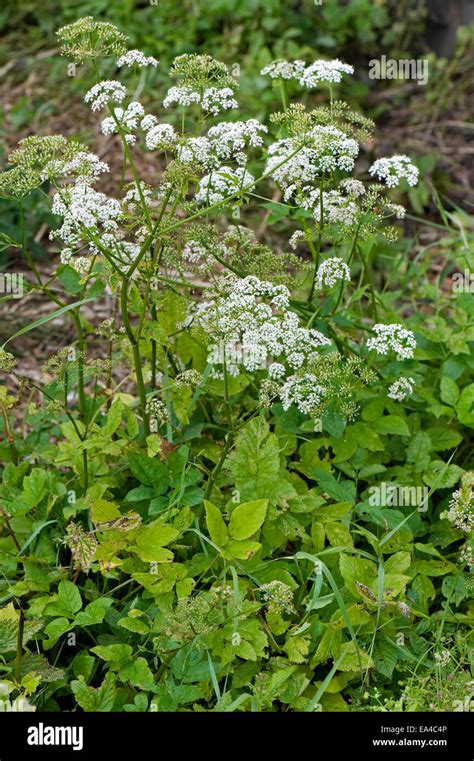 Ground Elder Aegopodium Podagraria Flowering Invasive Garden Weeds