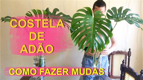 COSTELA DE ADÃO COMO FAZER MUDAS costeladeadao YouTube