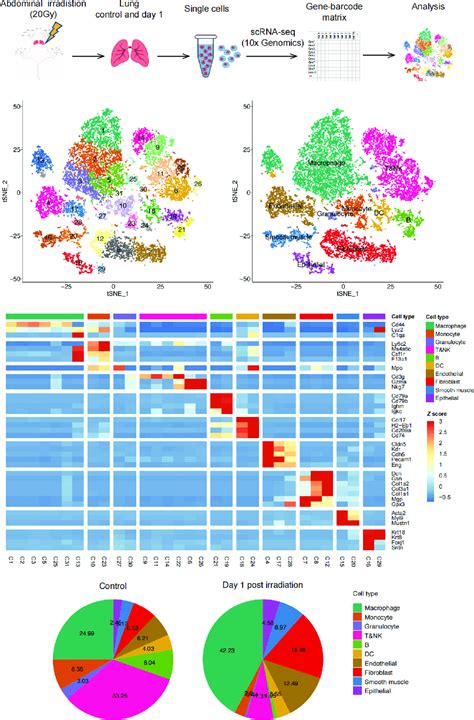 Profile Of Irradiation Induced Lung Injury Rili Using Scrna Seq