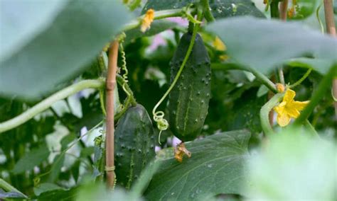 40 Cucumber Varieties You Must Grow - Epic Gardening