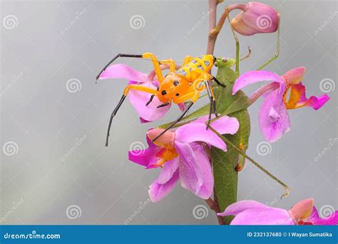 An Eight-spotted Crab Spider is Looking for Prey on a Wild Orchid. Stock Photo - Image of ...