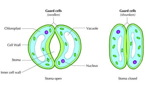 How do the Guard cells Regulate Opening and Closing of Stomatal Pores - CBSE Class Notes Online ...