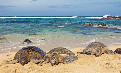 How To See Sea Turtles In Maui Best Places To Find Them