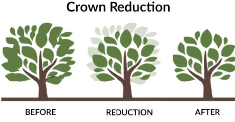 Tree Reduction Reducing The Height Of A Tree