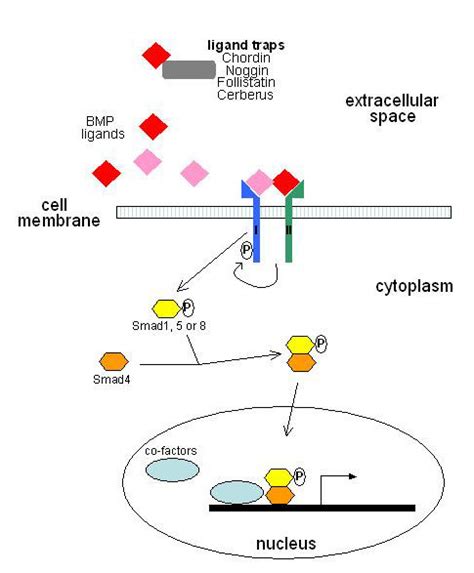 Schematic representation of the BMP signaling pathway. In the ...