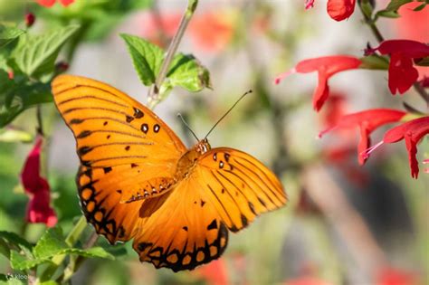 Flamingo Gardens Ticket in Florida - Klook