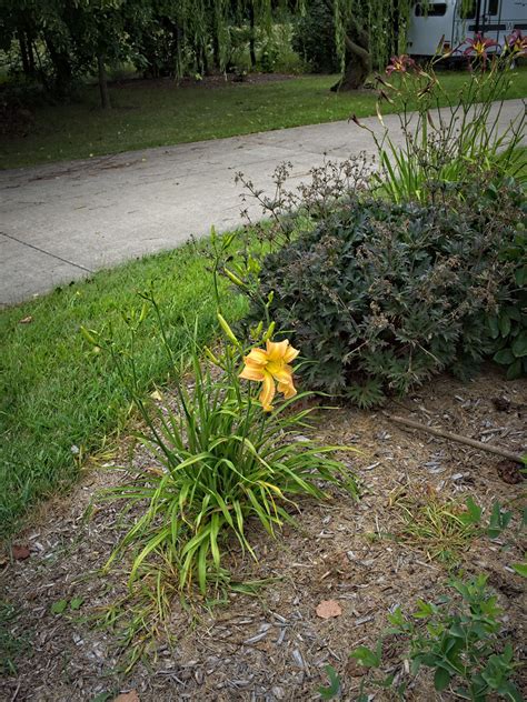 Hemerocallis Sand Witch Ww Daylily D Hemerocallis S Flickr