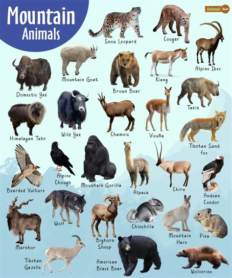 alpine animals in 2024 | Spotted animals, Wild animals pictures ...